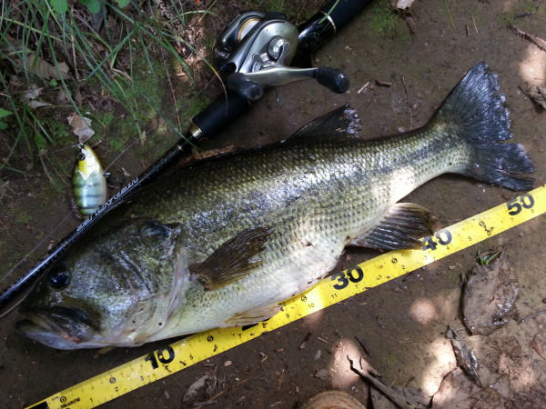 バス　メジャー